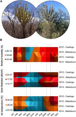 Land Use and Seasonal Effects on the Soil Microbiome of a Brazilian Dry Forest